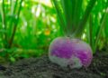 Le navet: comment le planter, l’entretenir et le récolter