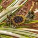 Comment se prémunir des nuisibles et maladies sur la culture de l’ananas ?