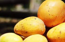 LUTTE CONTRE LES MOUCHES DES FRUITS ET AUTRES NUISIBLES DU MANGUIER&nbsp;: LA CEDEAO DOTE LA GUINEE EN EQUIPEMENTS
