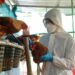 Gestion de la crise de la grippe aviaire