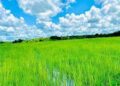 MISSION DE TRAVAIL DANS LE CADRE DU SUIVI DE LA CAMPAGNE AGRICOLE/DNA