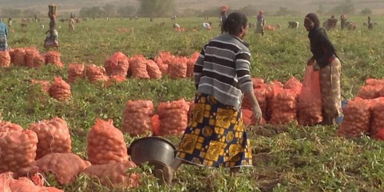 𝗟𝗘 𝗠𝗜𝗡𝗜𝗦𝗧𝗥𝗘 𝗗𝗘 𝗟’𝗔𝗚𝗥𝗜𝗖𝗨𝗟𝗧𝗨𝗥𝗘 𝗘𝗧 𝗗𝗘 𝗟’𝗘𝗟𝗘𝗩𝗔𝗚𝗘 𝗘𝗦𝗧 𝗘𝗡 𝗠𝗜𝗦𝗦𝗜𝗢𝗡 𝗗𝗔𝗡𝗦 𝗟𝗔 𝗖𝗔𝗣𝗜𝗧𝗔𝗟𝗘 𝗗𝗘 𝗟𝗔 𝗣𝗢𝗠𝗠𝗘 𝗗𝗘 𝗧𝗘𝗥𝗥𝗘 𝗧𝗜𝗠𝗕𝗜 – 𝗠𝗔𝗗𝗜𝗡𝗔