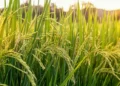 HERBI X5, l’herbicide post-levée sélectif du Riz le moins cher et le plus rentable du marché