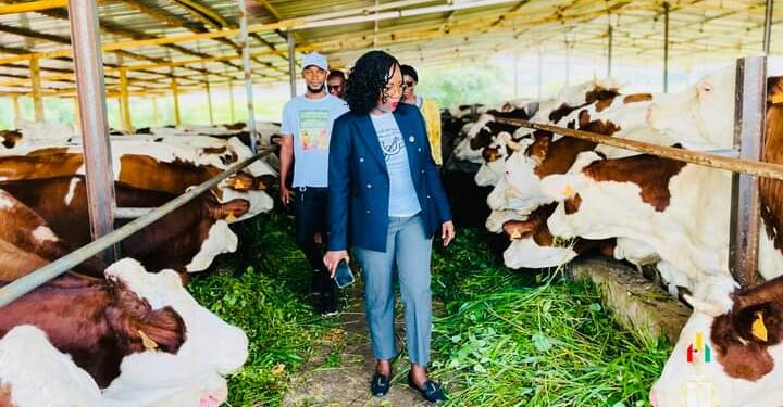 Le ministère de l’agriculture réceptionne 179 vaches laitières