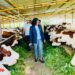 Le ministère de l’agriculture réceptionne 179 vaches laitières