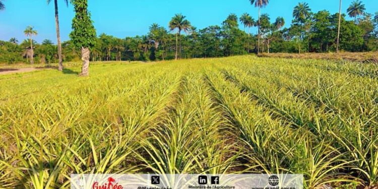 𝟓𝐞̀𝐦𝐞 𝐒𝐞𝐬𝐬𝐢𝐨𝐧 𝐝𝐮 𝐂𝐨𝐦𝐢𝐭𝐞́ 𝐝𝐞 𝐏𝐢𝐥𝐨𝐭𝐚𝐠𝐞 𝐝𝐮 𝐏𝐫𝐨𝐣𝐞𝐭 𝐝𝐞 𝐃𝐞́𝐯𝐞𝐥𝐨𝐩𝐩𝐞𝐦𝐞𝐧𝐭 𝐝𝐞 𝐥’𝐀𝐠𝐫𝐢𝐜𝐮𝐥𝐭𝐮𝐫𝐞 𝐂𝐨𝐦𝐦𝐞𝐫𝐜𝐢𝐚𝐥𝐞 𝐞𝐧 𝐆𝐮𝐢𝐧𝐞́𝐞 (𝐏𝐃𝐀𝐂𝐆)