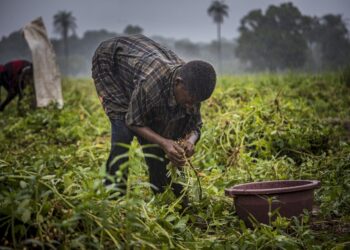 𝟒𝐞̀𝐦𝐞 𝐒𝐞𝐬𝐬𝐢𝐨𝐧 𝐝𝐮 𝐂𝐨𝐦𝐢𝐭𝐞́ 𝐝𝐞 𝐏𝐢𝐥𝐨𝐭𝐚𝐠𝐞 𝐝𝐮 𝐏𝐫𝐨𝐣𝐞𝐭 𝐝𝐞 𝐃𝐞́𝐯𝐞𝐥𝐨𝐩𝐩𝐞𝐦𝐞𝐧𝐭 𝐑𝐮𝐫𝐚𝐥 𝐈𝐧𝐭𝐞́𝐠𝐫𝐞́ 𝐝𝐞 𝐆𝐚𝐨𝐮𝐚𝐥-𝐊𝐨𝐮𝐧𝐝𝐚𝐫𝐚-𝐌𝐚𝐥𝐢 (𝐏𝐃𝐑𝐈-𝐆𝐊𝐌)