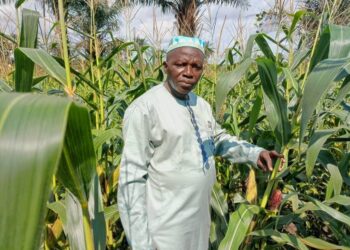 Projet Intégré Maïs : cinq mois après son lancement, Boké enregistre ses premiers résultats