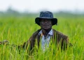 La Banque africaine de développement accueille des experts en agriculture climato-intelligente pour un forum continental : voici cinq points importants à retenir