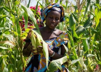 Agriculture en Afrique de l’Ouest : comment promouvoir le travail décent pour attirer les jeunes